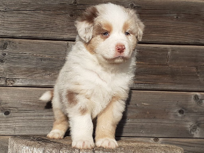 Male rouge merle