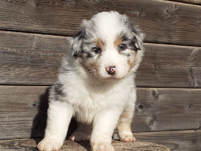 Male bleu merle