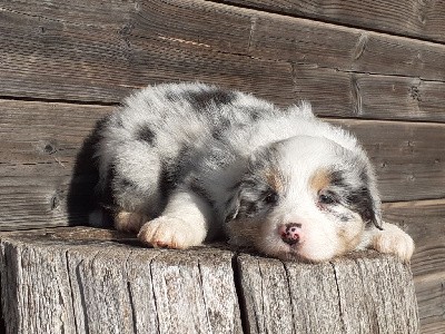 Male bleu merle