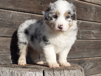 Male bleu merle