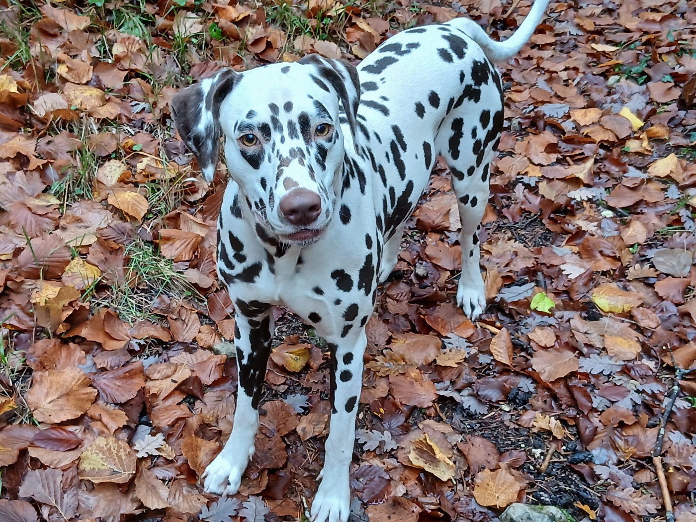 Voyelle Du Domaine Des Jolies Taches