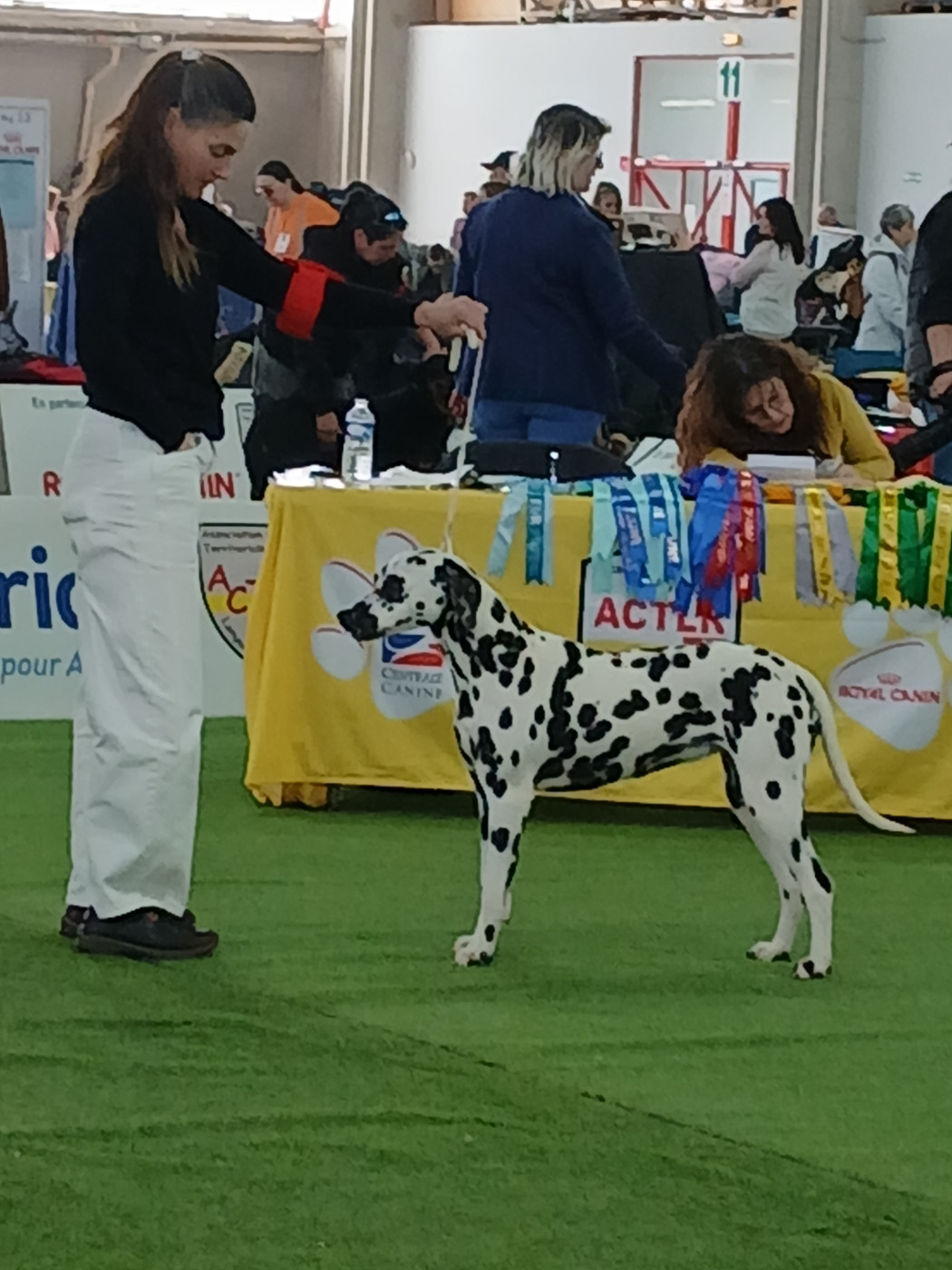 Exposition canine Ales