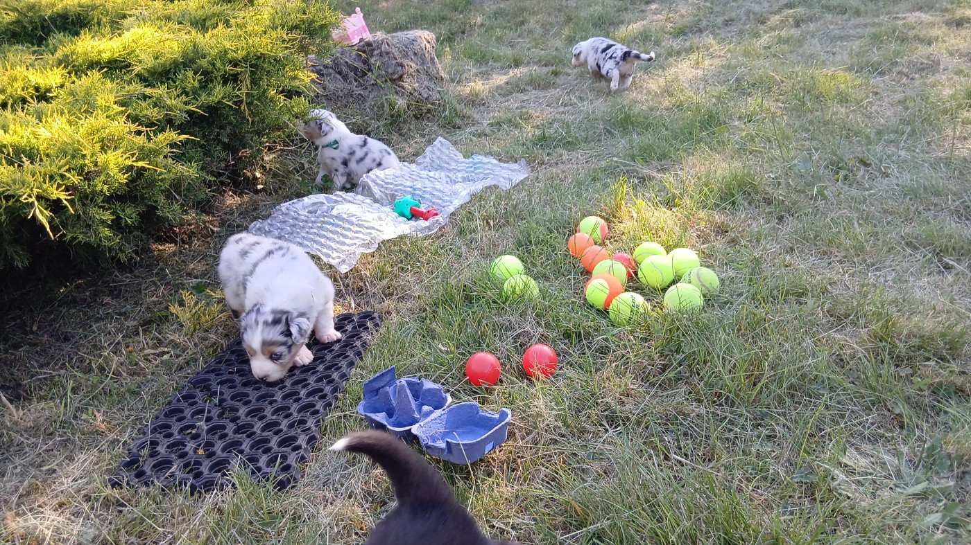 L'ecole des chiots a l'elevage
