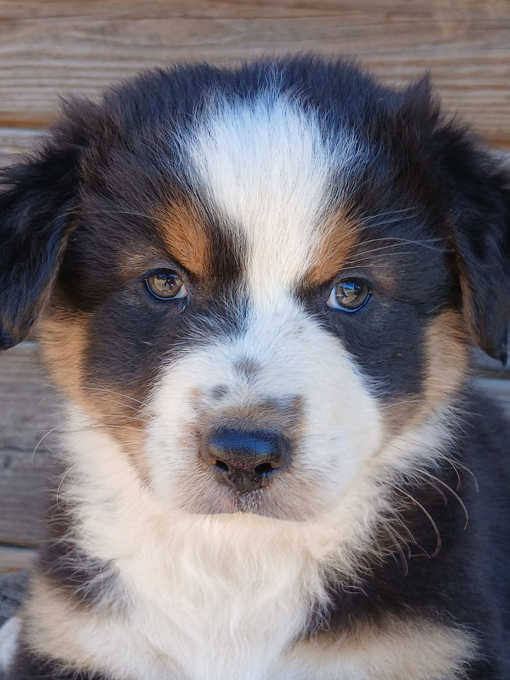 Les chiots ont 1 mois et demi !