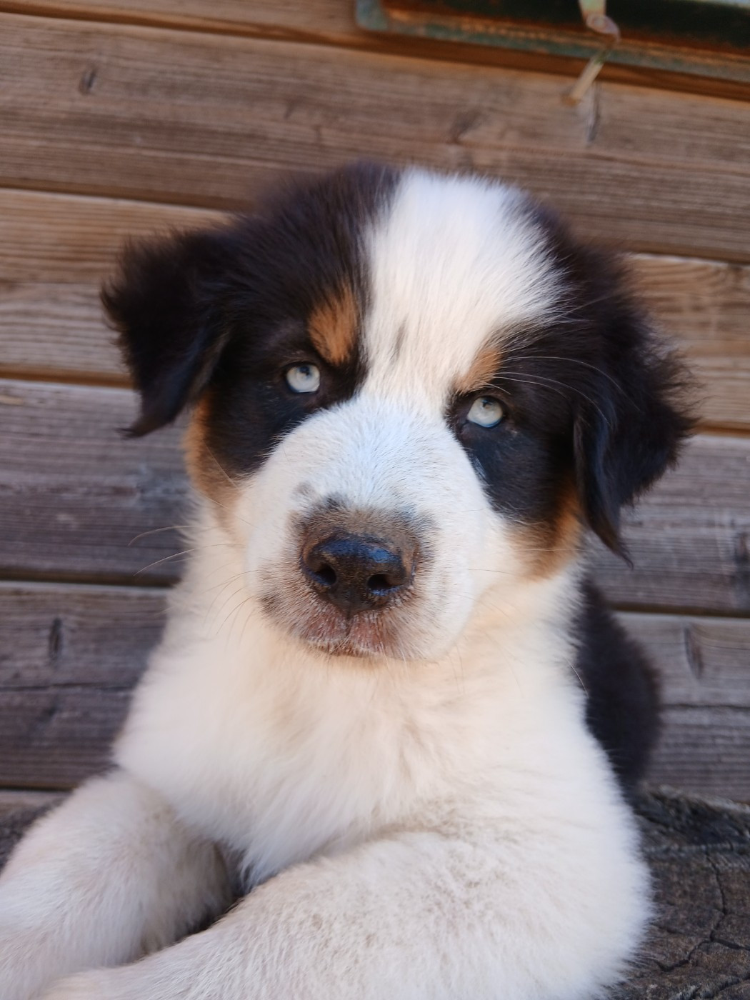 Dernier chiot disponible !