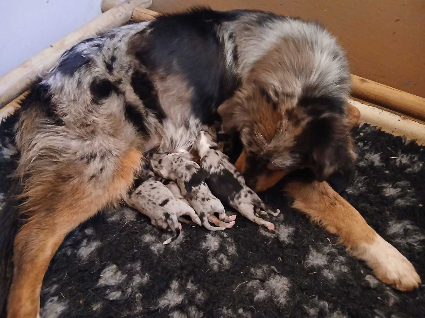 Les bébés de Voxie sont là ! 🎉