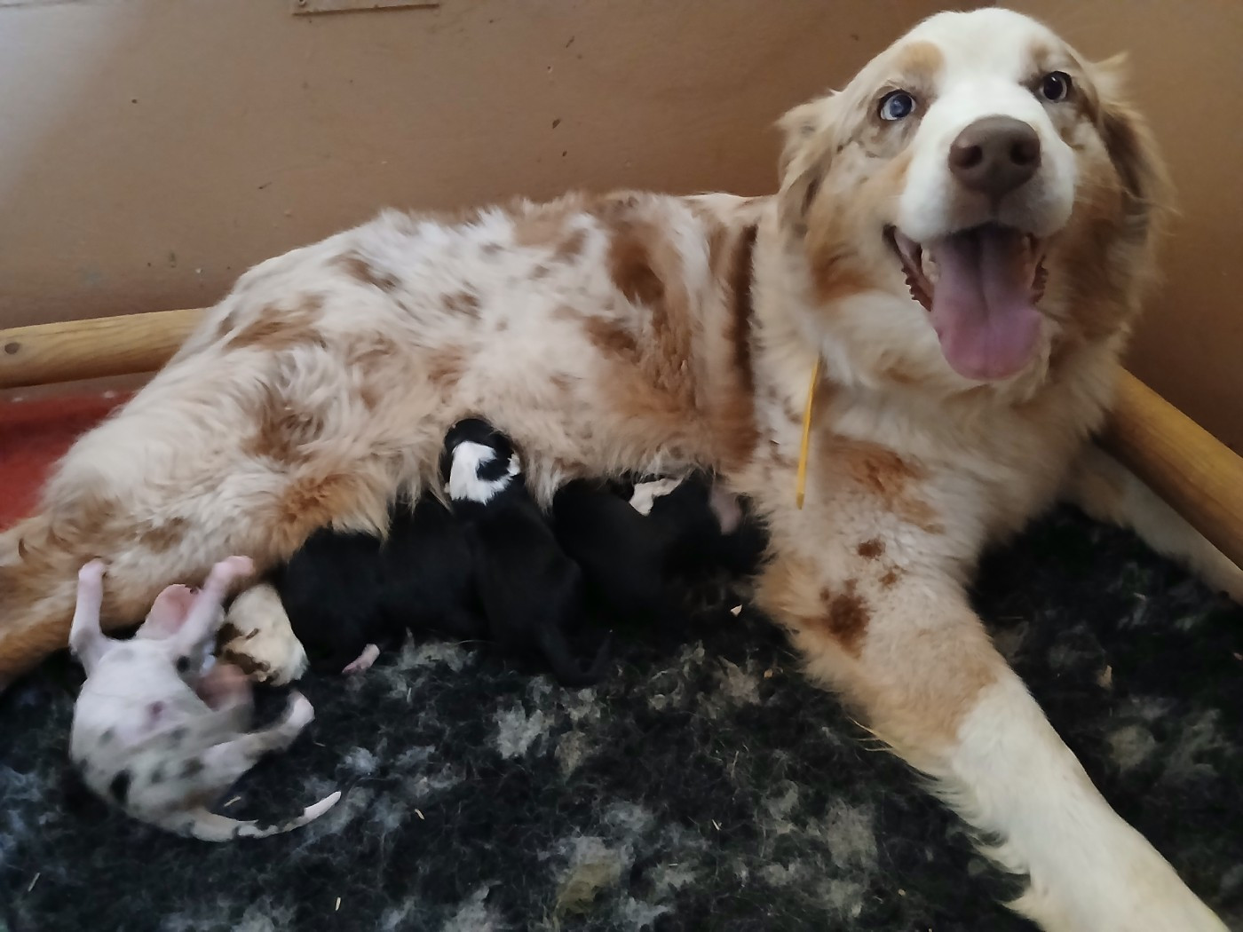 Chiot Berger Australien Du Vent Occitan