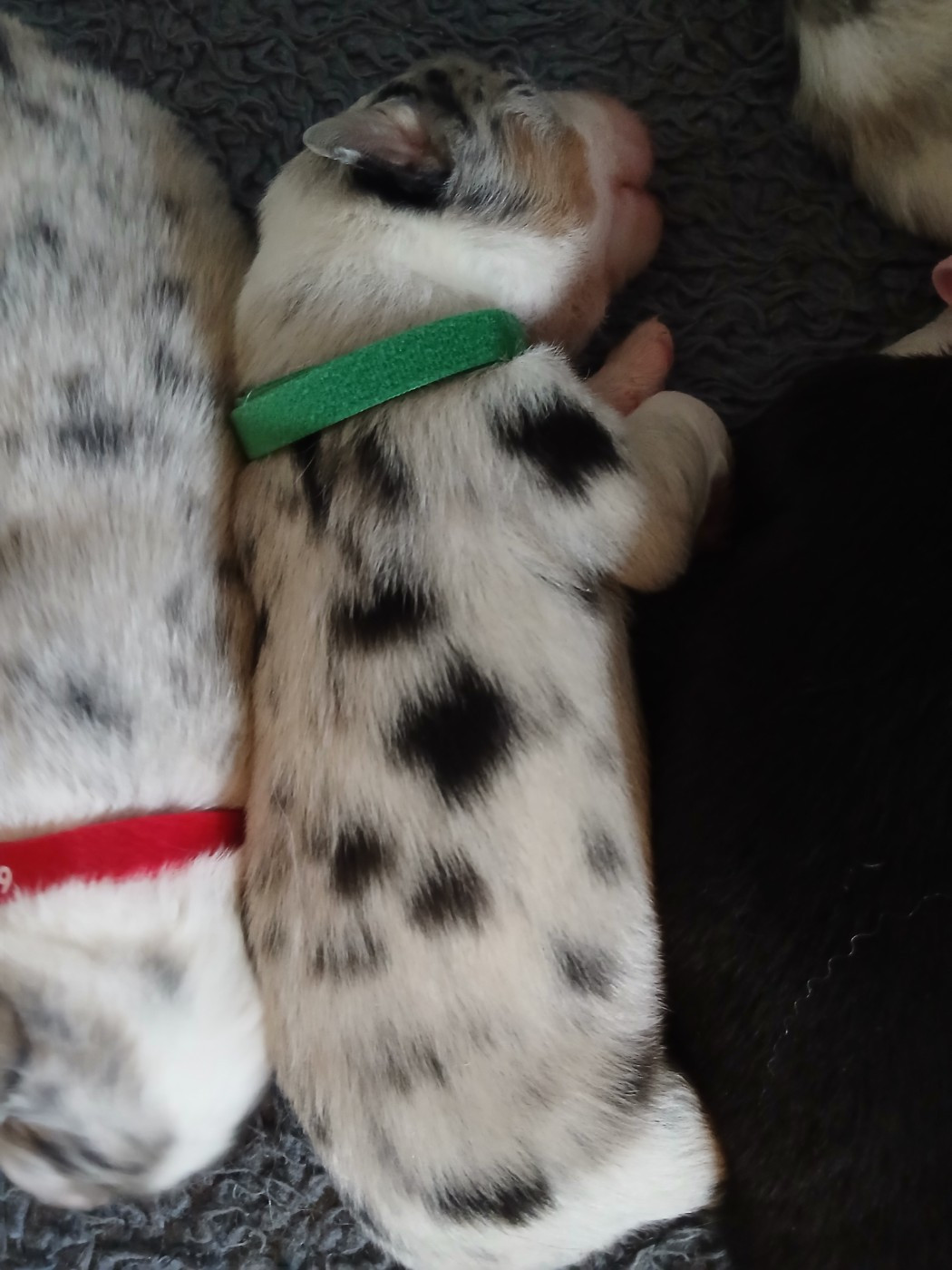 Du Vent Occitan - Chiots disponibles - Berger Australien