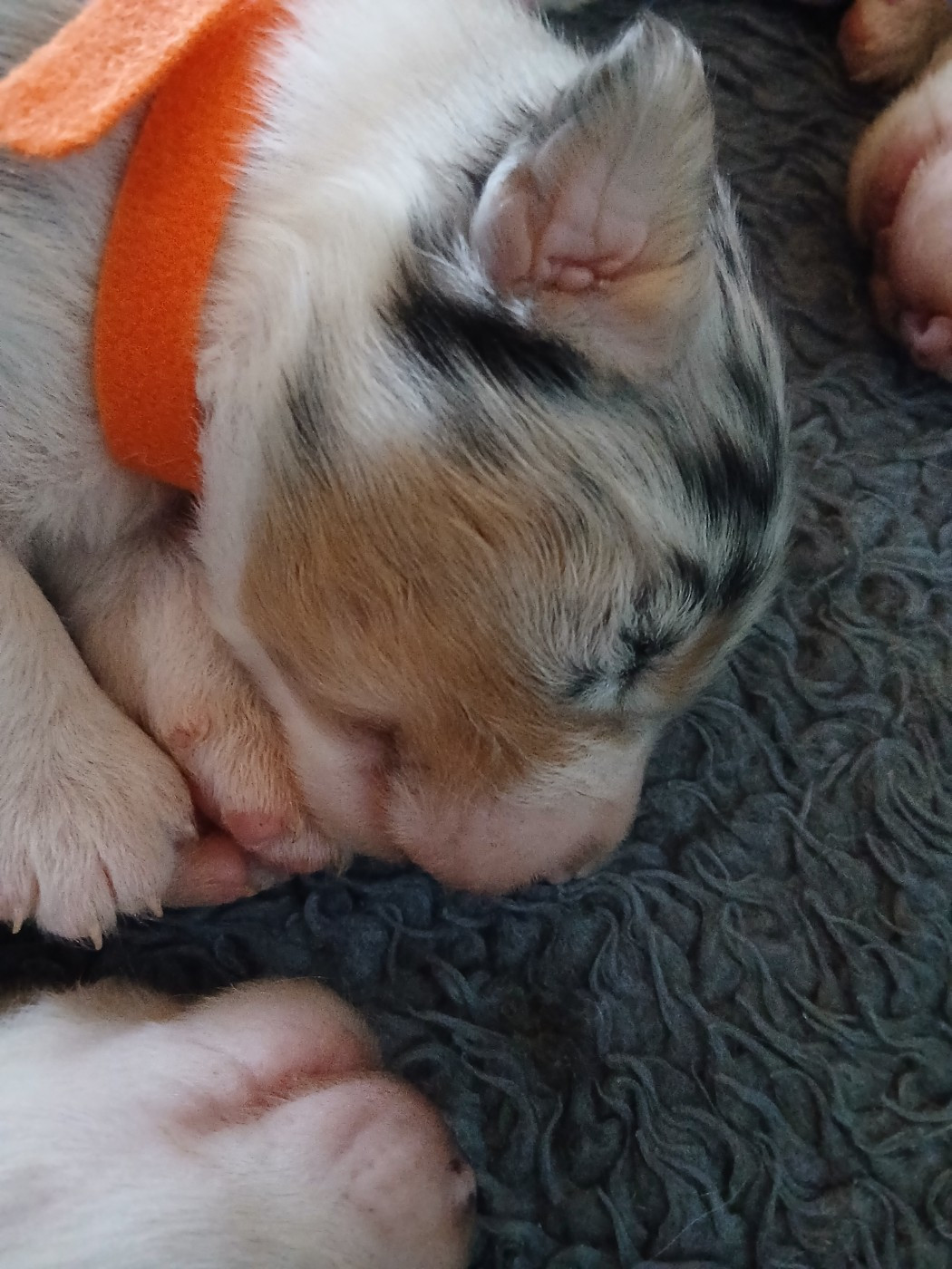 Du Vent Occitan - Chiots disponibles - Berger Australien