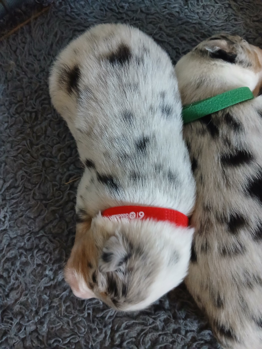 Du Vent Occitan - Chiots disponibles - Berger Australien
