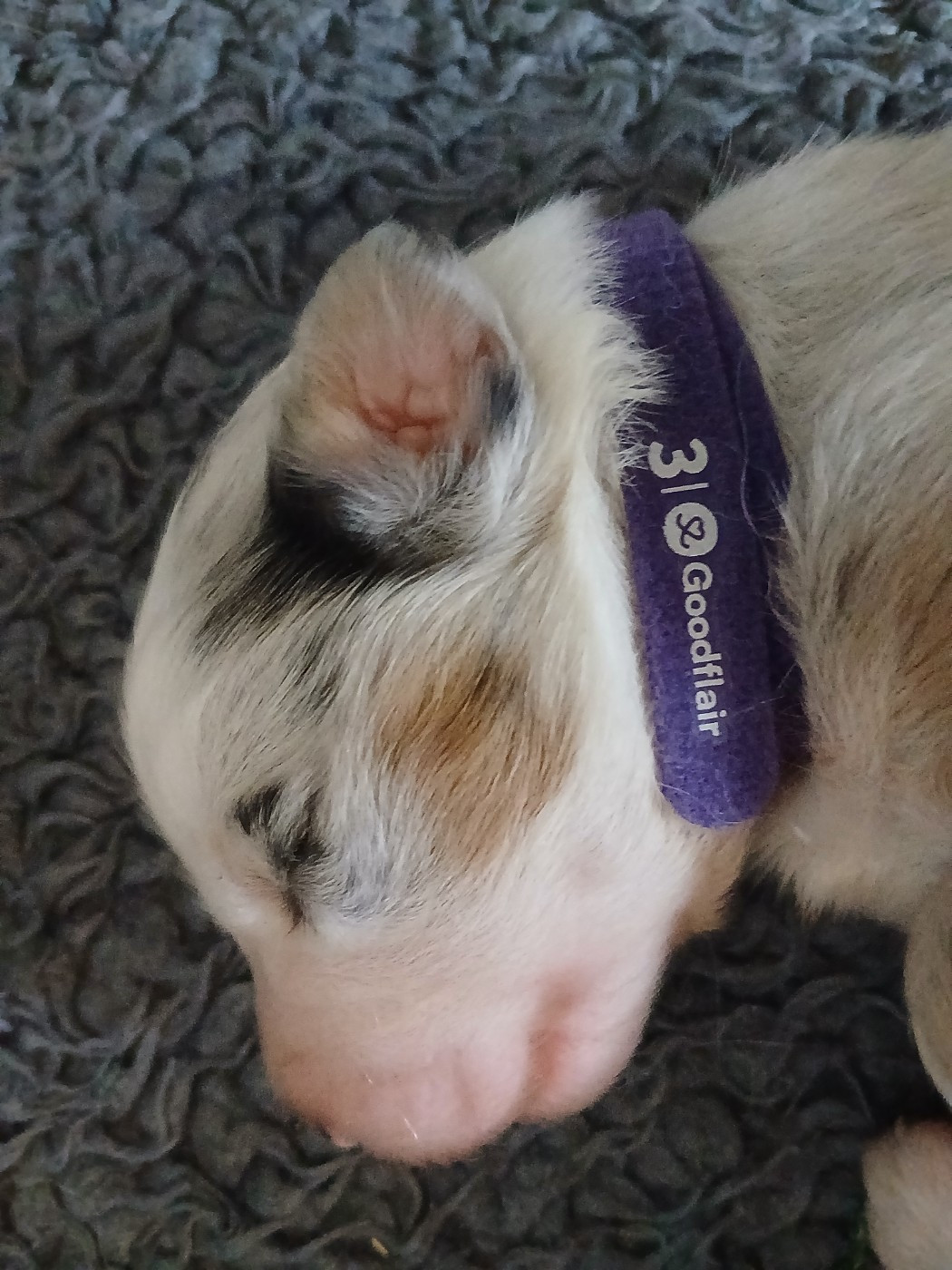Du Vent Occitan - Chiots disponibles - Berger Australien
