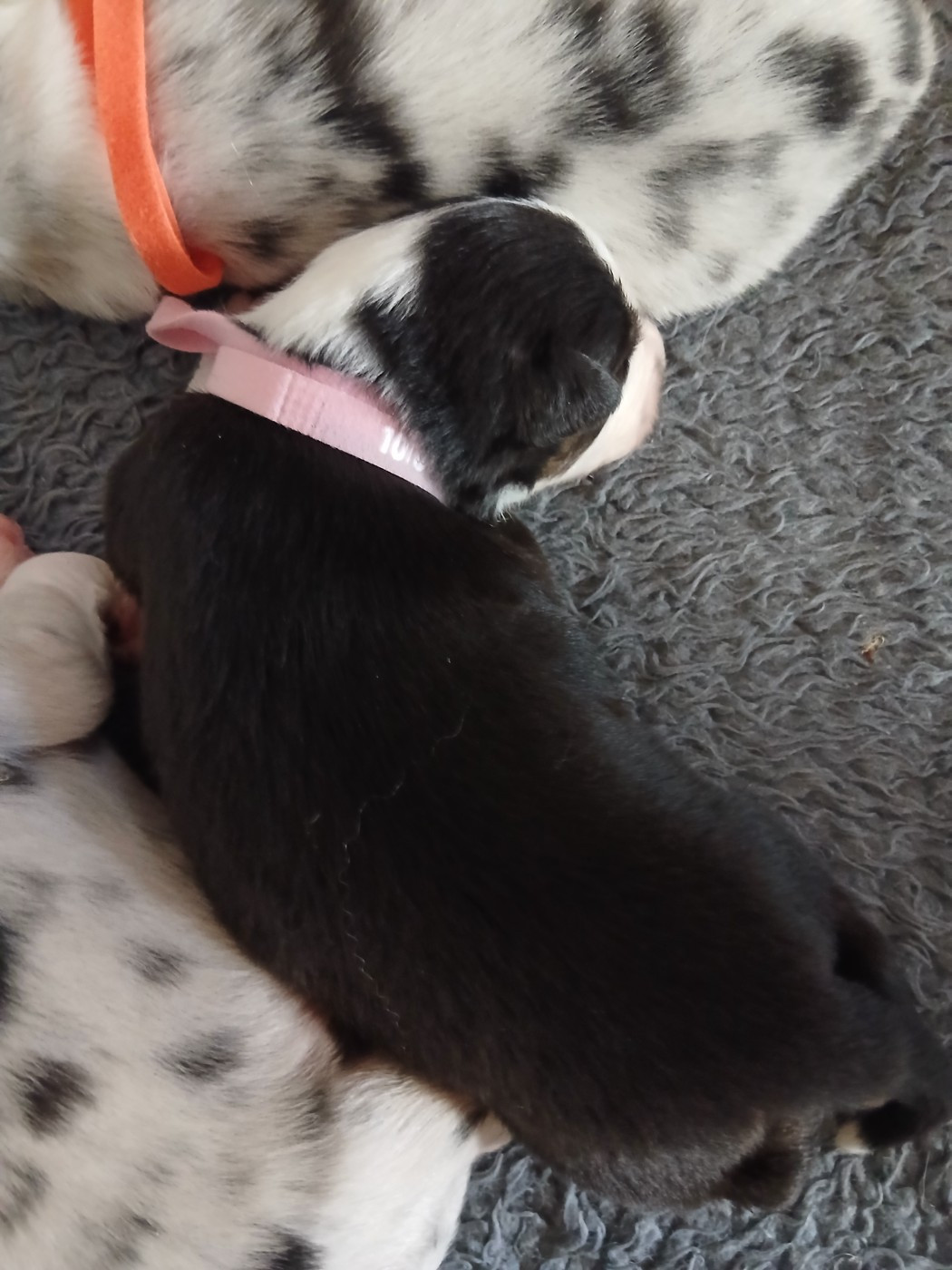 Du Vent Occitan - Chiots disponibles - Berger Australien