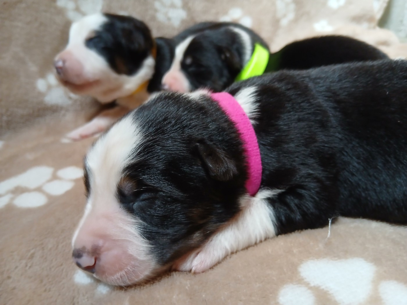 Du Vent Occitan - Chiots disponibles - Berger Australien