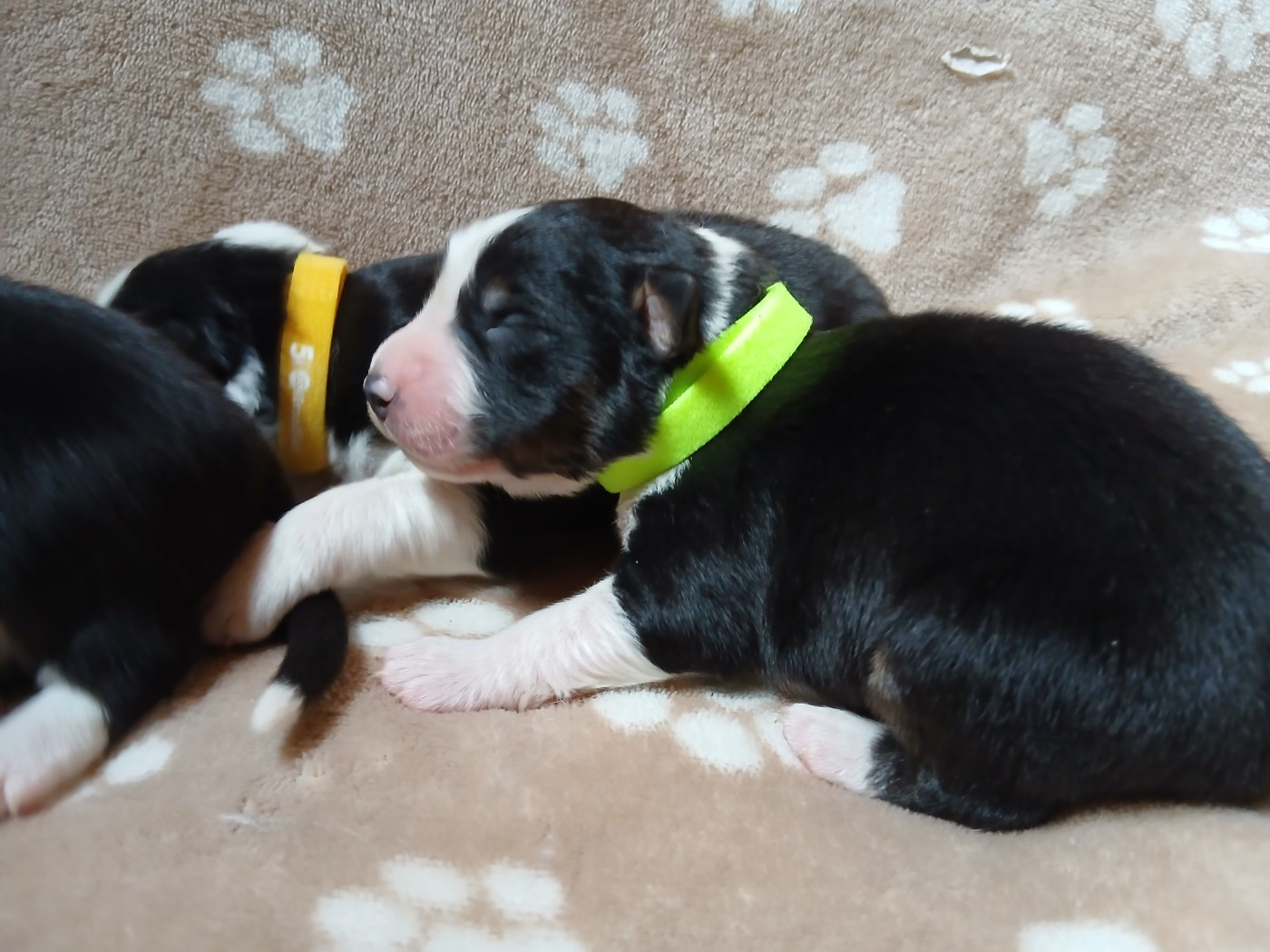 Du Vent Occitan - Chiots disponibles - Berger Australien