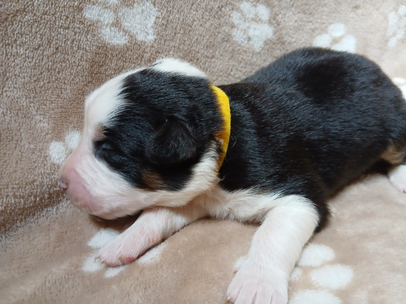 Du Vent Occitan - Chiots disponibles - Berger Australien