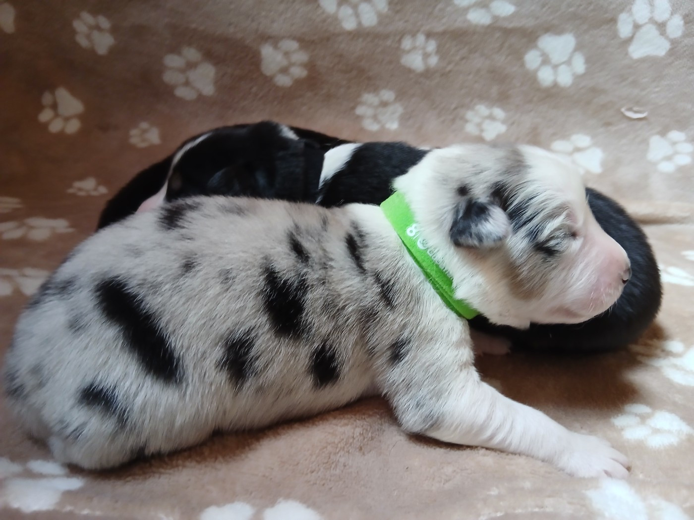 Du Vent Occitan - Chiots disponibles - Berger Australien
