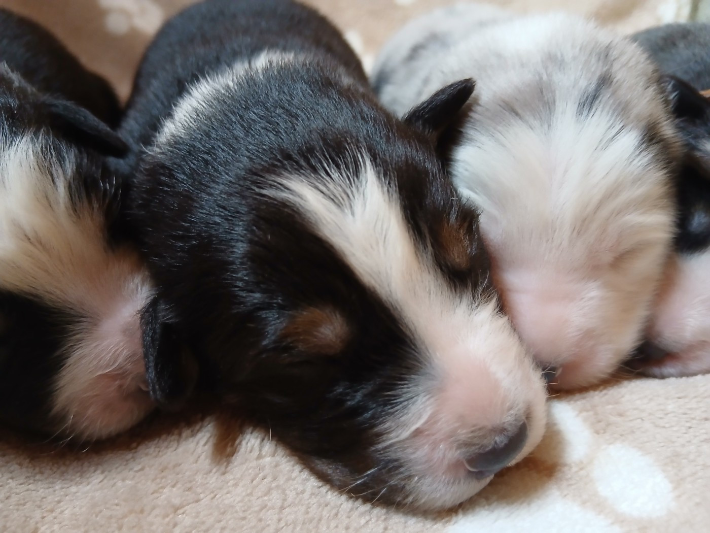 Du Vent Occitan - Chiots disponibles - Berger Australien