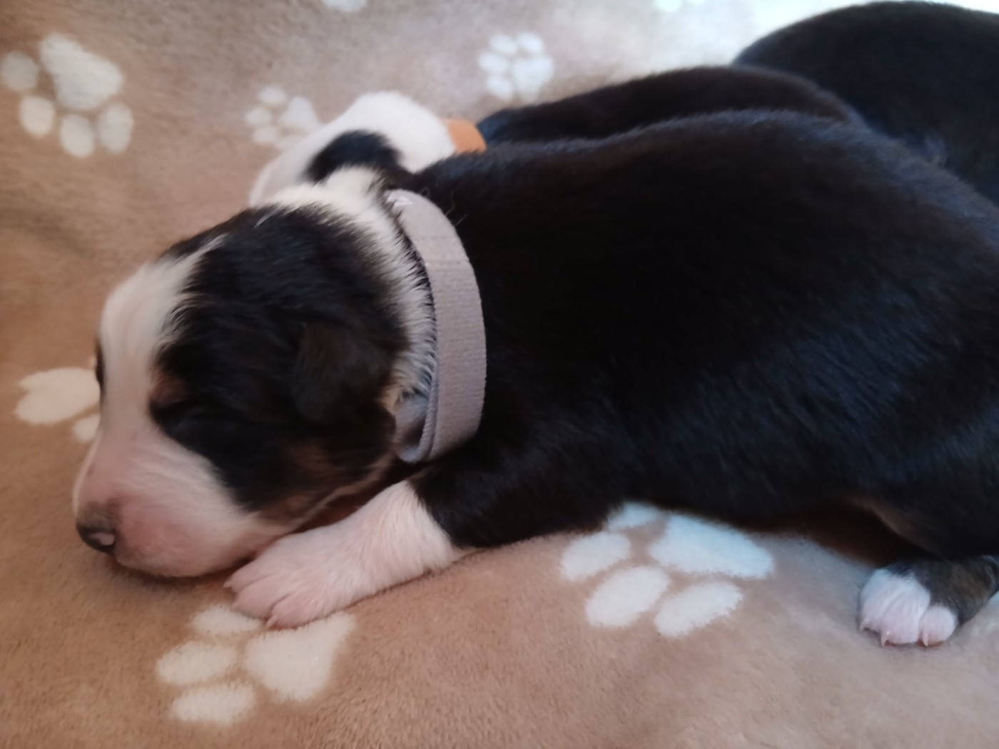 Du Vent Occitan - Chiots disponibles - Berger Australien