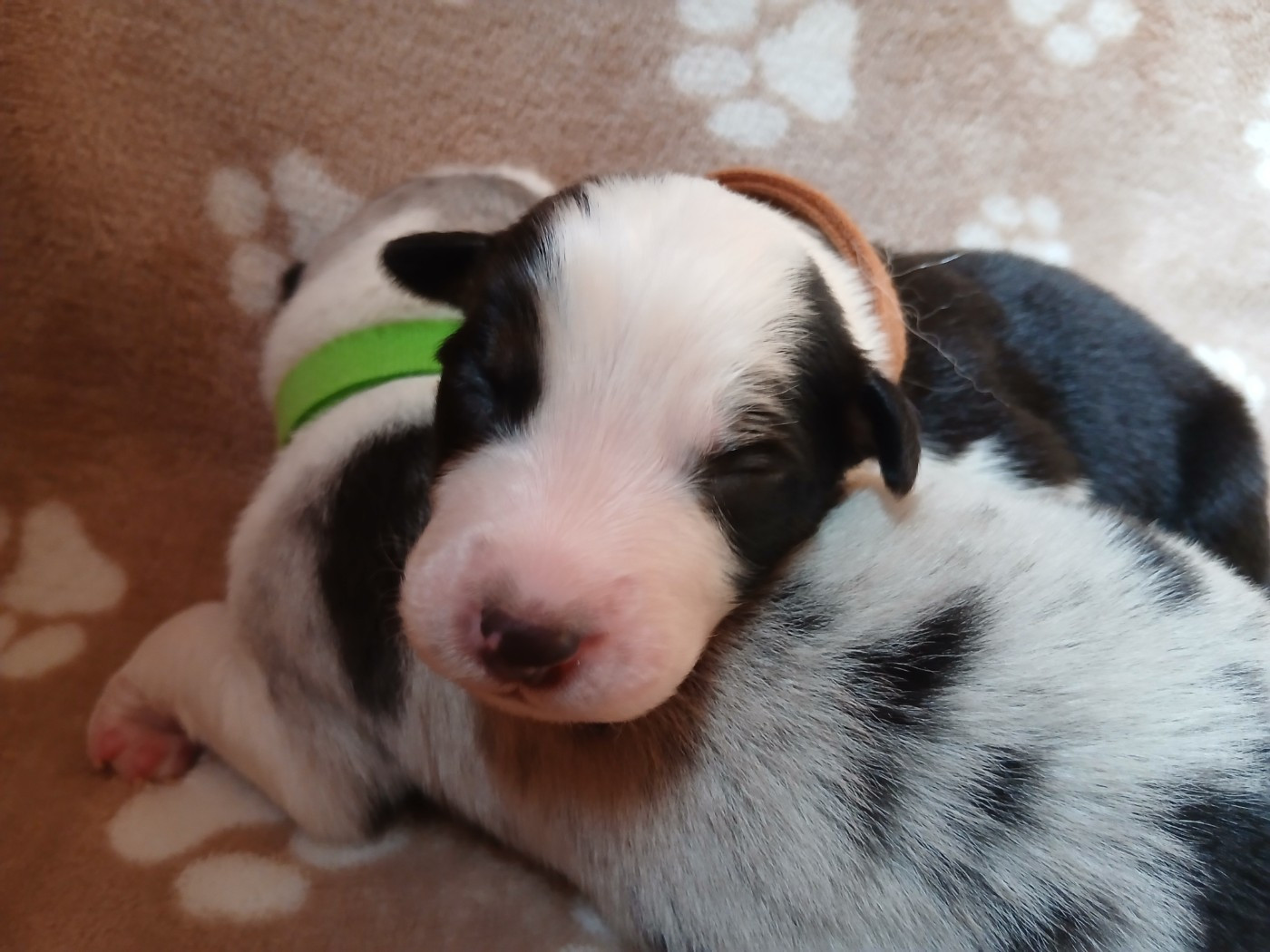 Du Vent Occitan - Chiots disponibles - Berger Australien