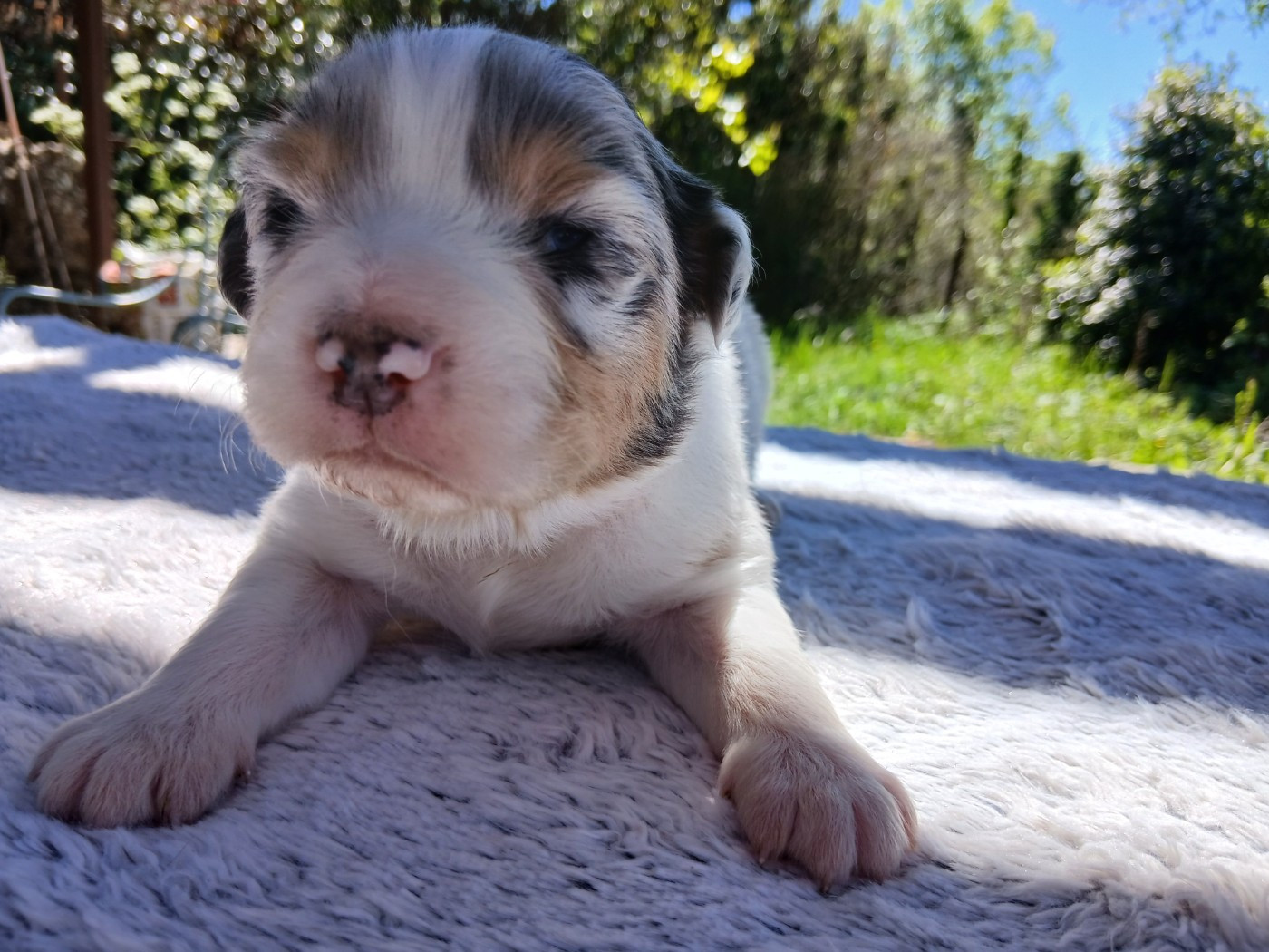 Du Vent Occitan - Chiots disponibles - Berger Australien