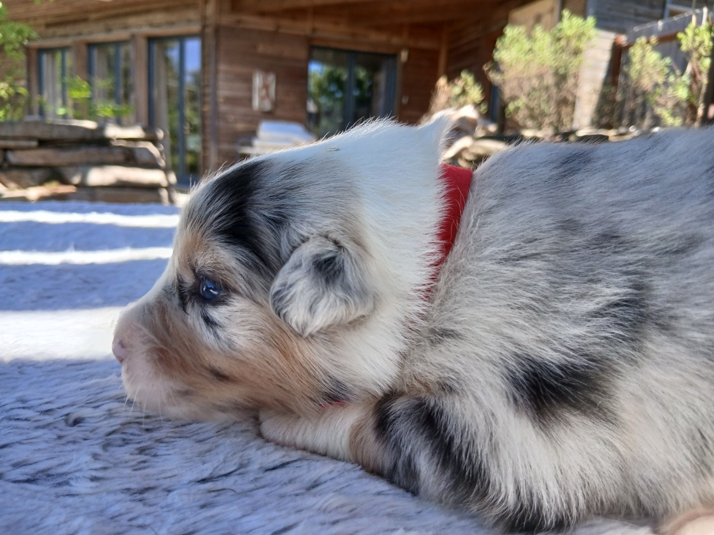 Du Vent Occitan - Chiots disponibles - Berger Australien