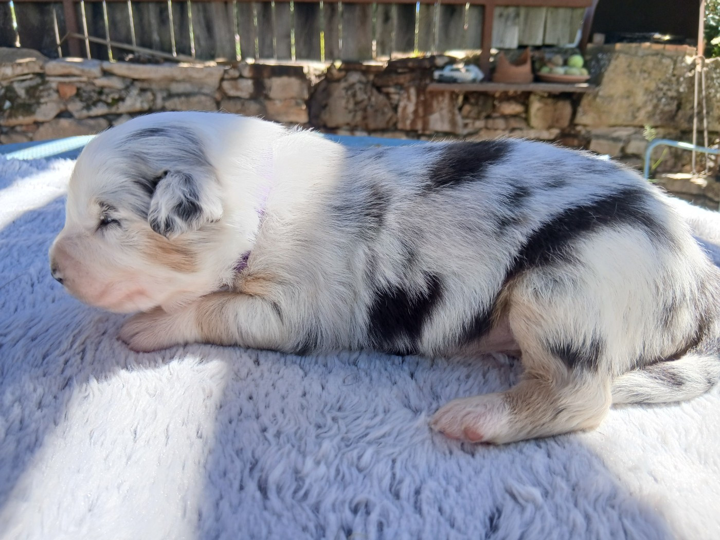 Du Vent Occitan - Chiots disponibles - Berger Australien