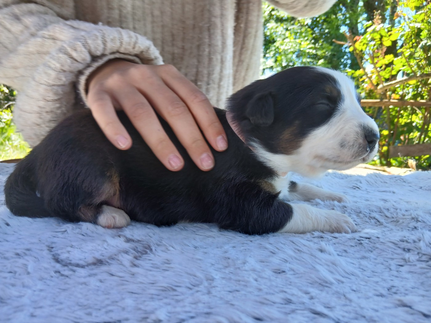 Du Vent Occitan - Chiots disponibles - Berger Australien