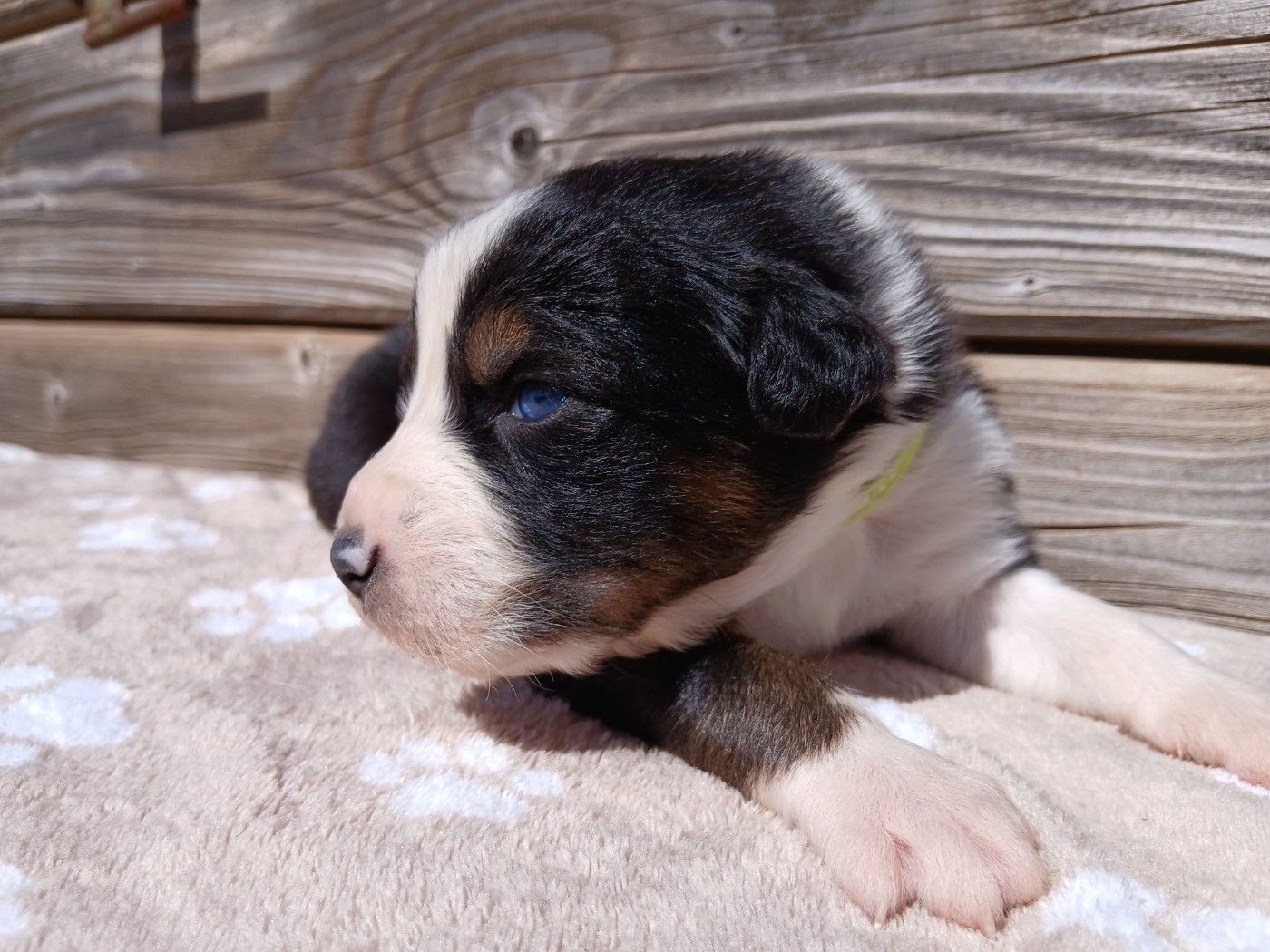 Du Vent Occitan - Chiots disponibles - Berger Australien