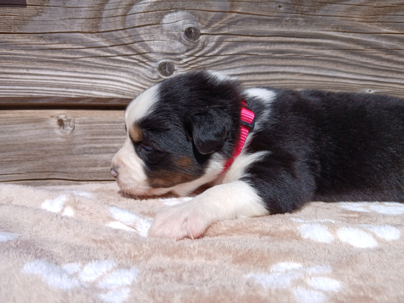 Du Vent Occitan - Chiots disponibles - Berger Australien