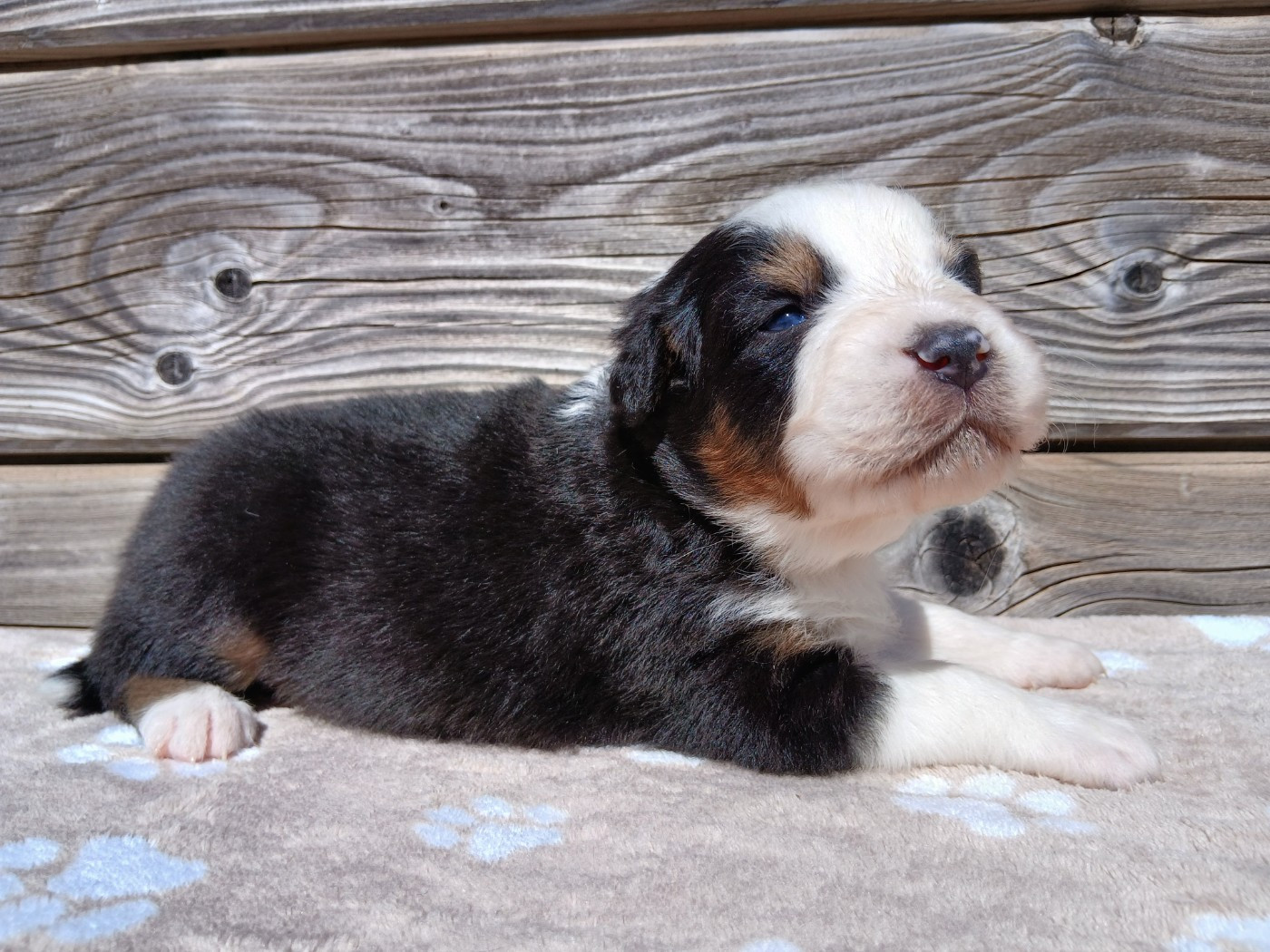 Du Vent Occitan - Chiots disponibles - Berger Australien