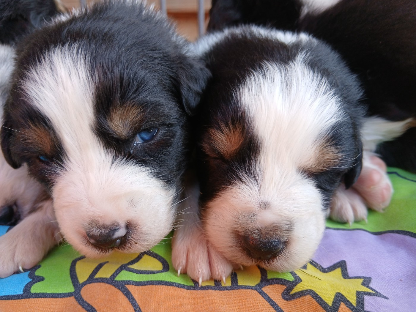 Du Vent Occitan - Chiots disponibles - Berger Australien