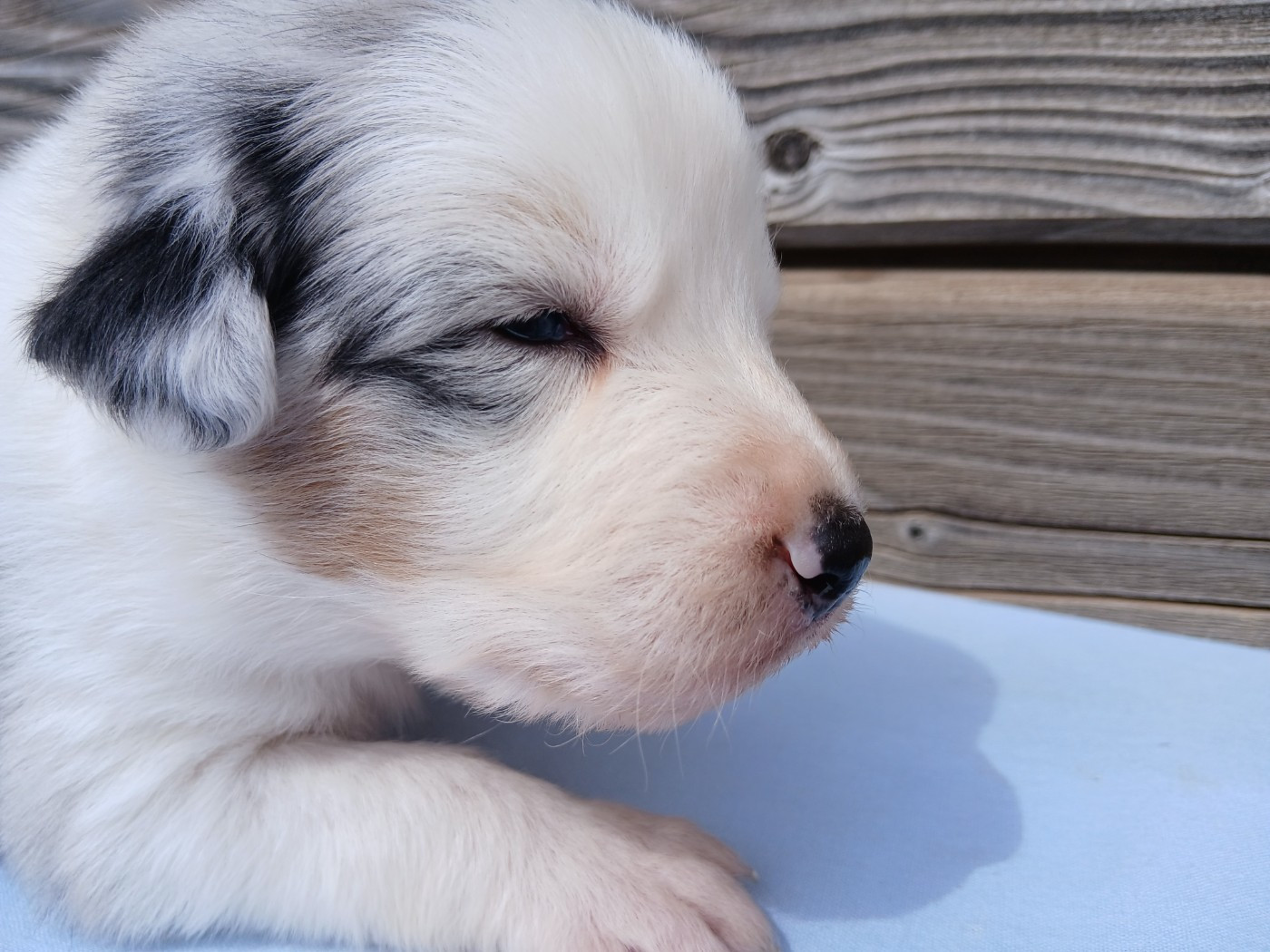 Du Vent Occitan - Chiots disponibles - Berger Australien