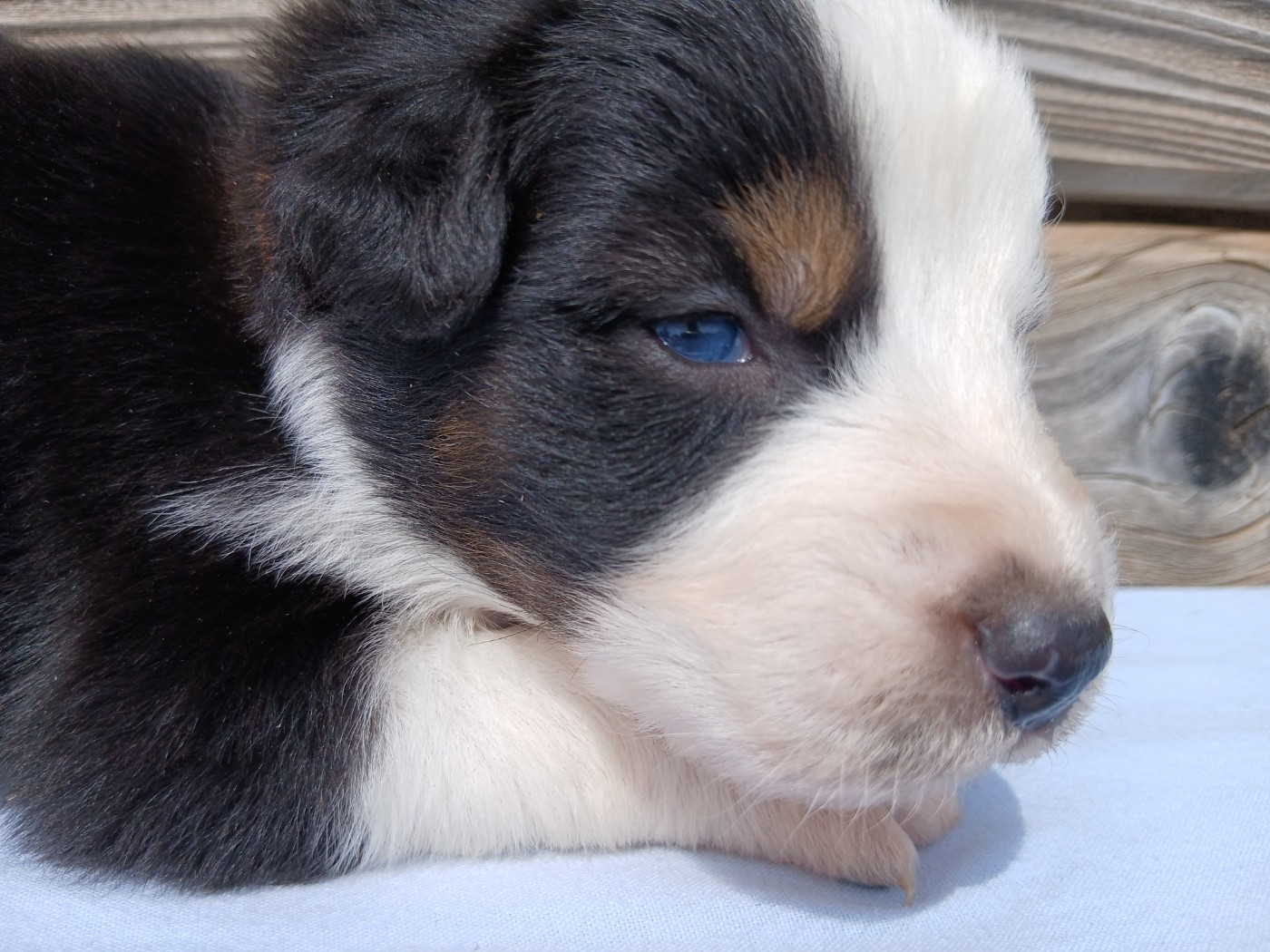 Du Vent Occitan - Chiots disponibles - Berger Australien