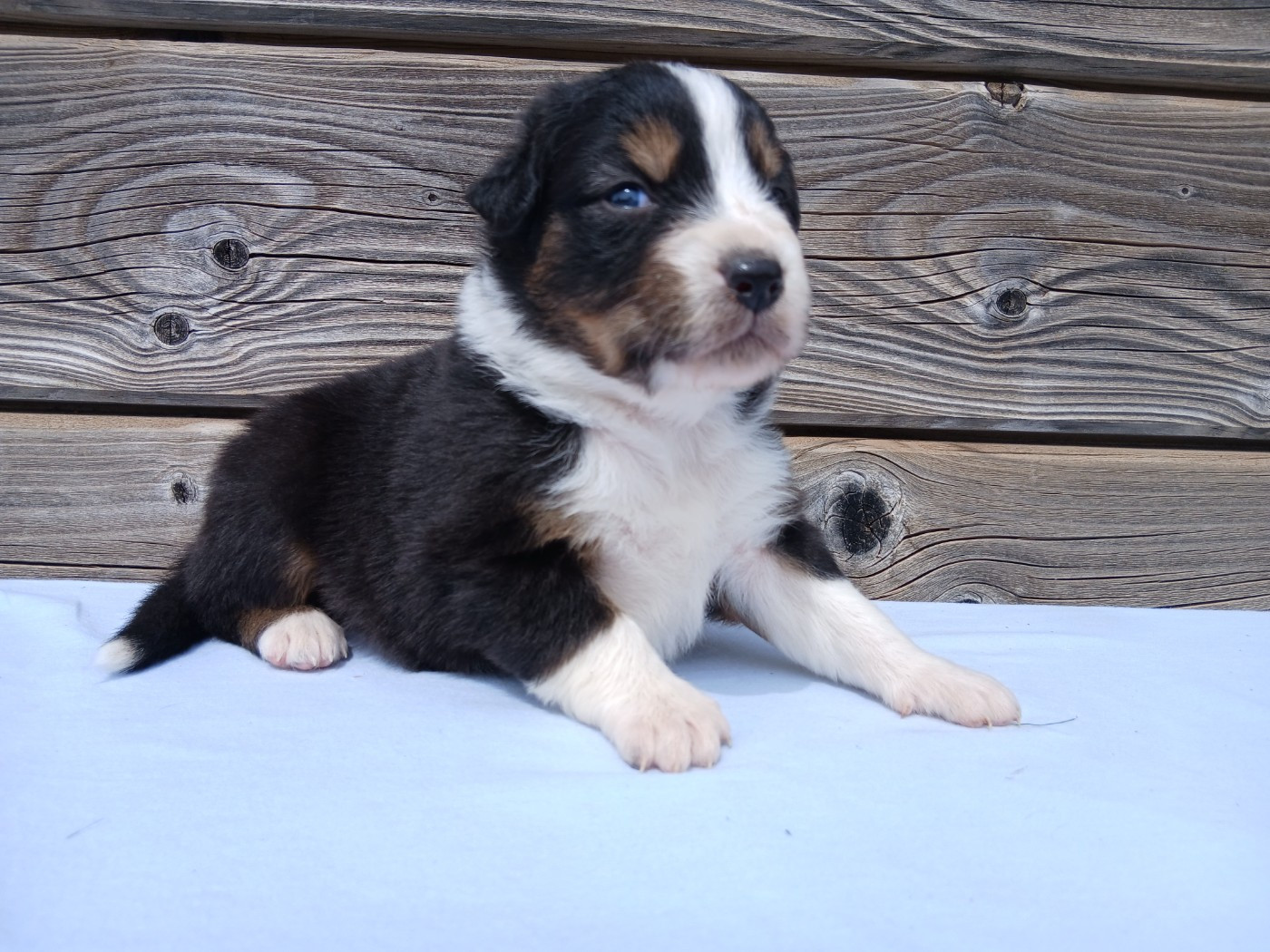 Du Vent Occitan - Chiots disponibles - Berger Australien