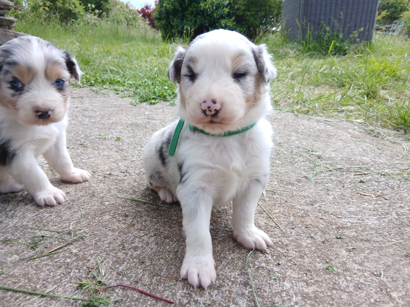 Du Vent Occitan - Chiots disponibles - Berger Australien