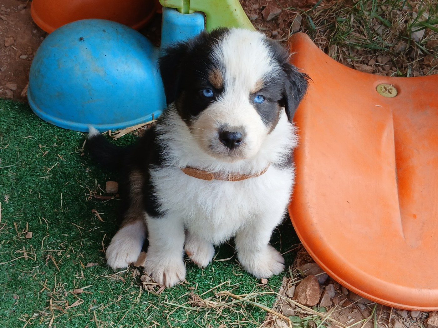 Du Vent Occitan - Chiots disponibles - Berger Australien