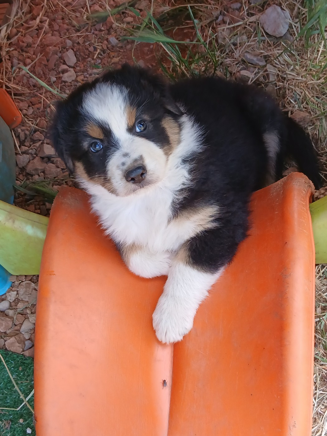 Du Vent Occitan - Chiots disponibles - Berger Australien