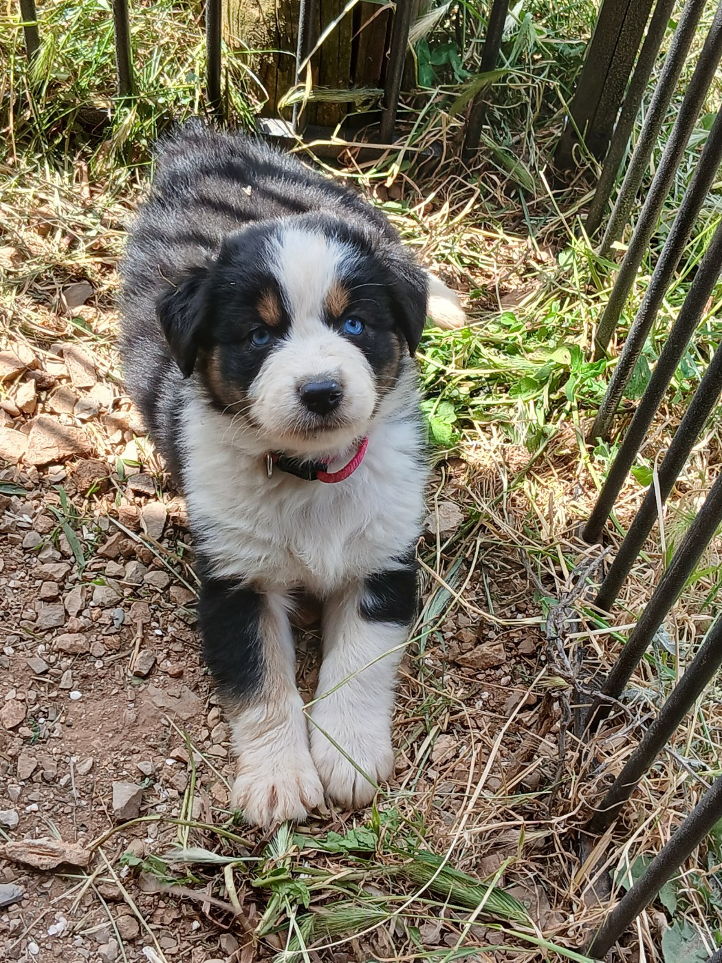 Du Vent Occitan - Chiots disponibles - Berger Australien