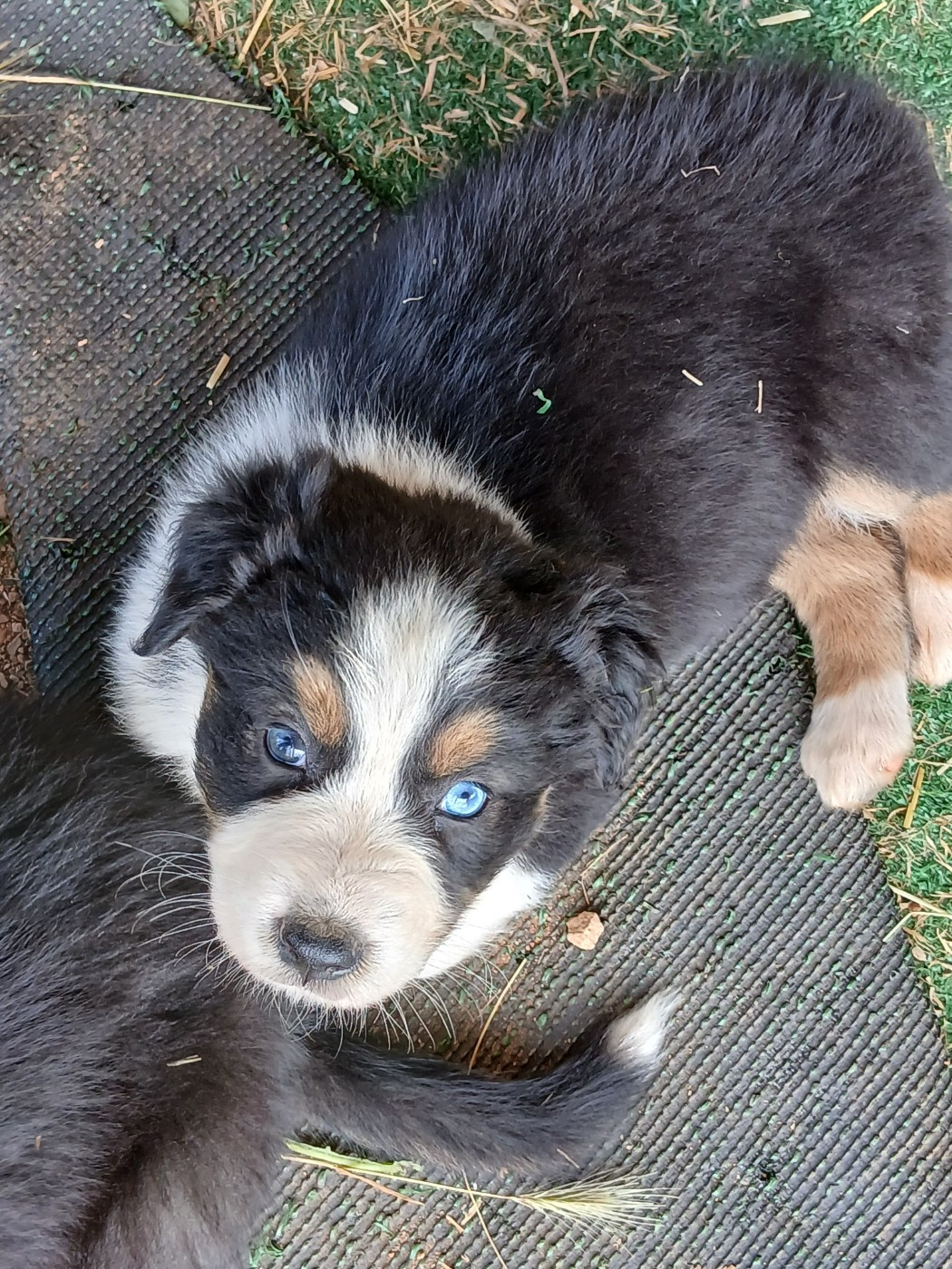 Du Vent Occitan - Chiots disponibles - Berger Australien