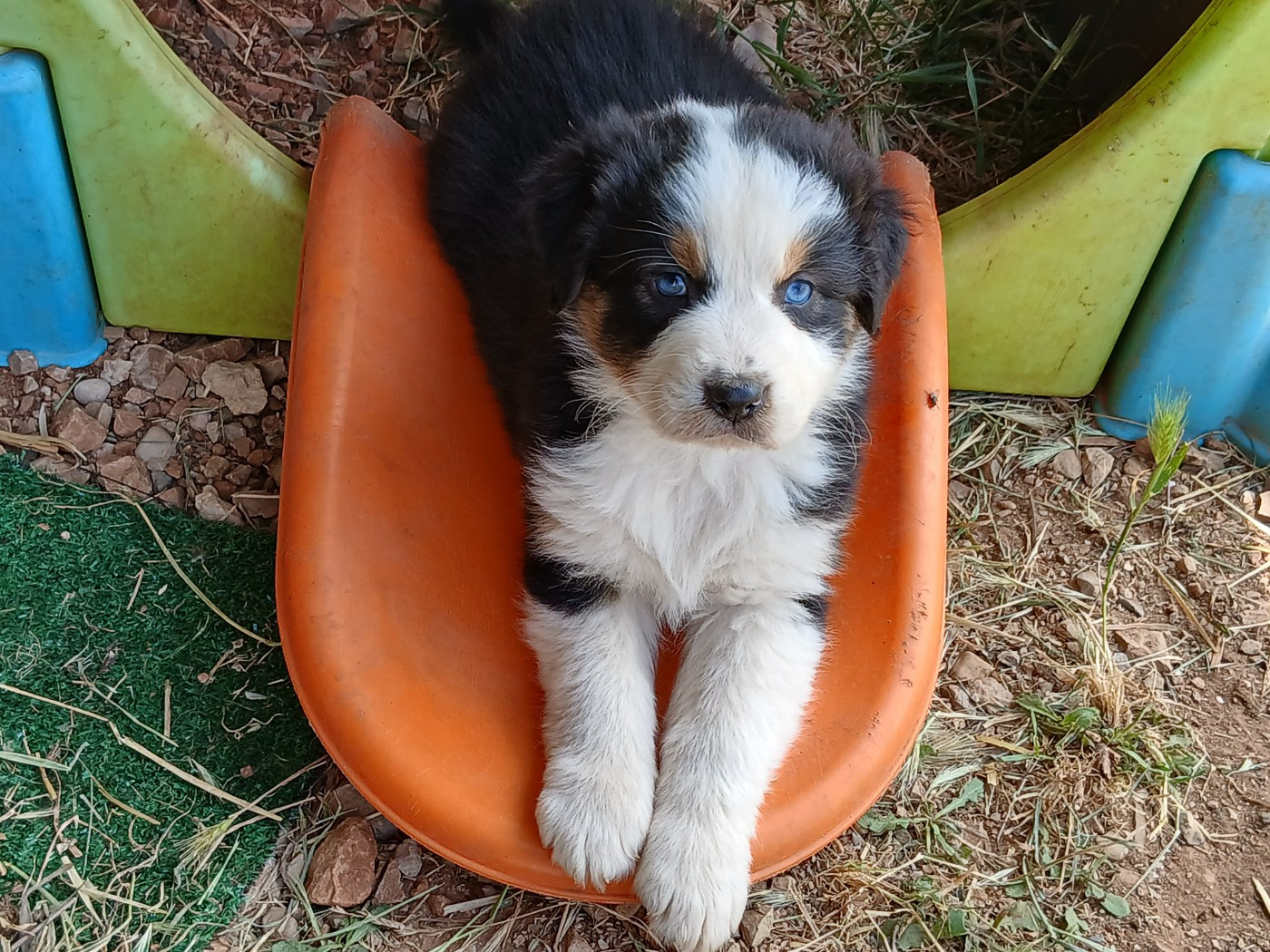 Du Vent Occitan - Chiots disponibles - Berger Australien