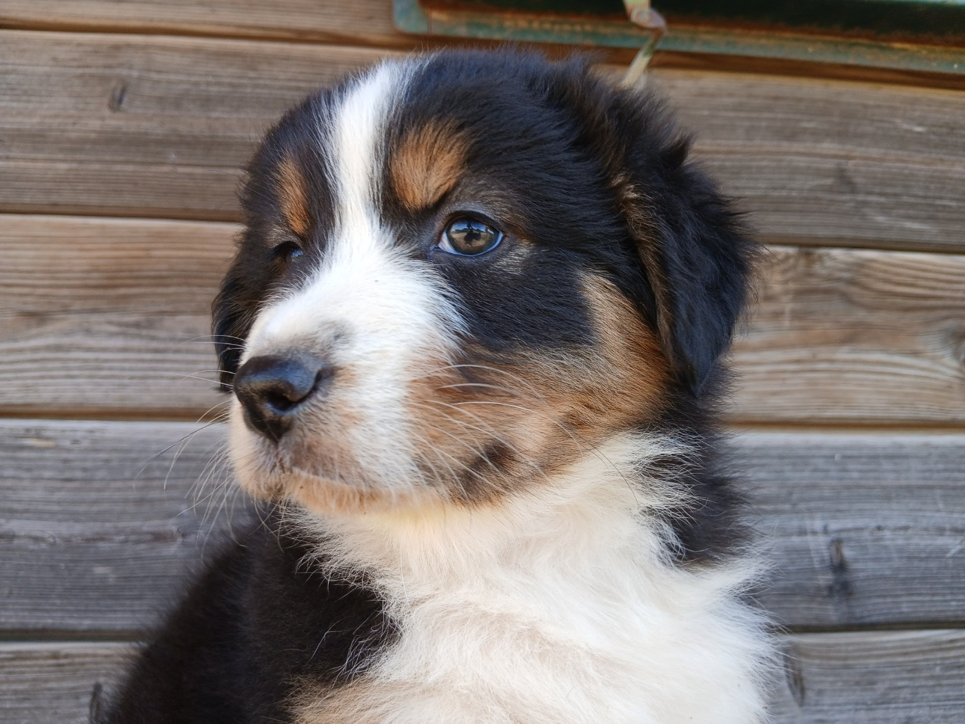 Du Vent Occitan - Chiots disponibles - Berger Australien