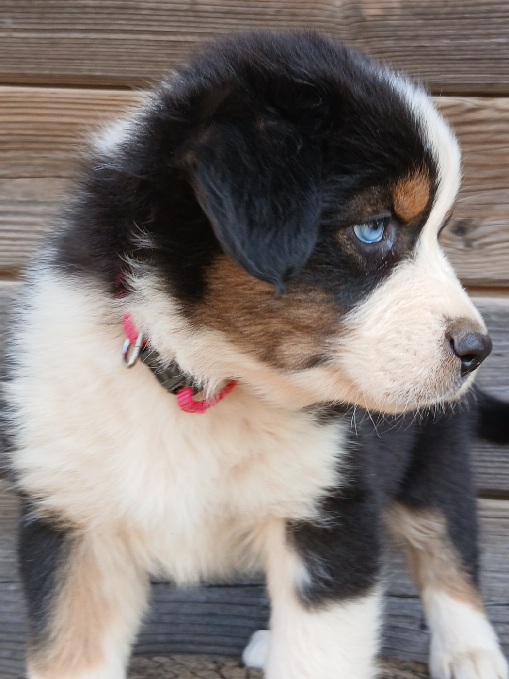 Du Vent Occitan - Chiots disponibles - Berger Australien