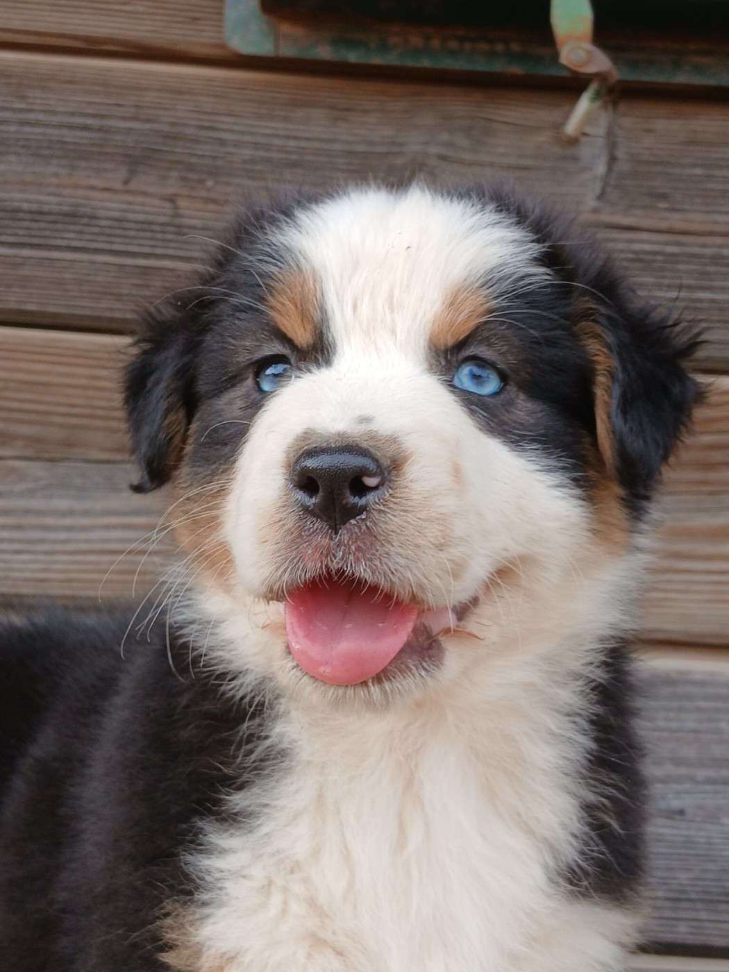Chiot Berger Australien Du Vent Occitan