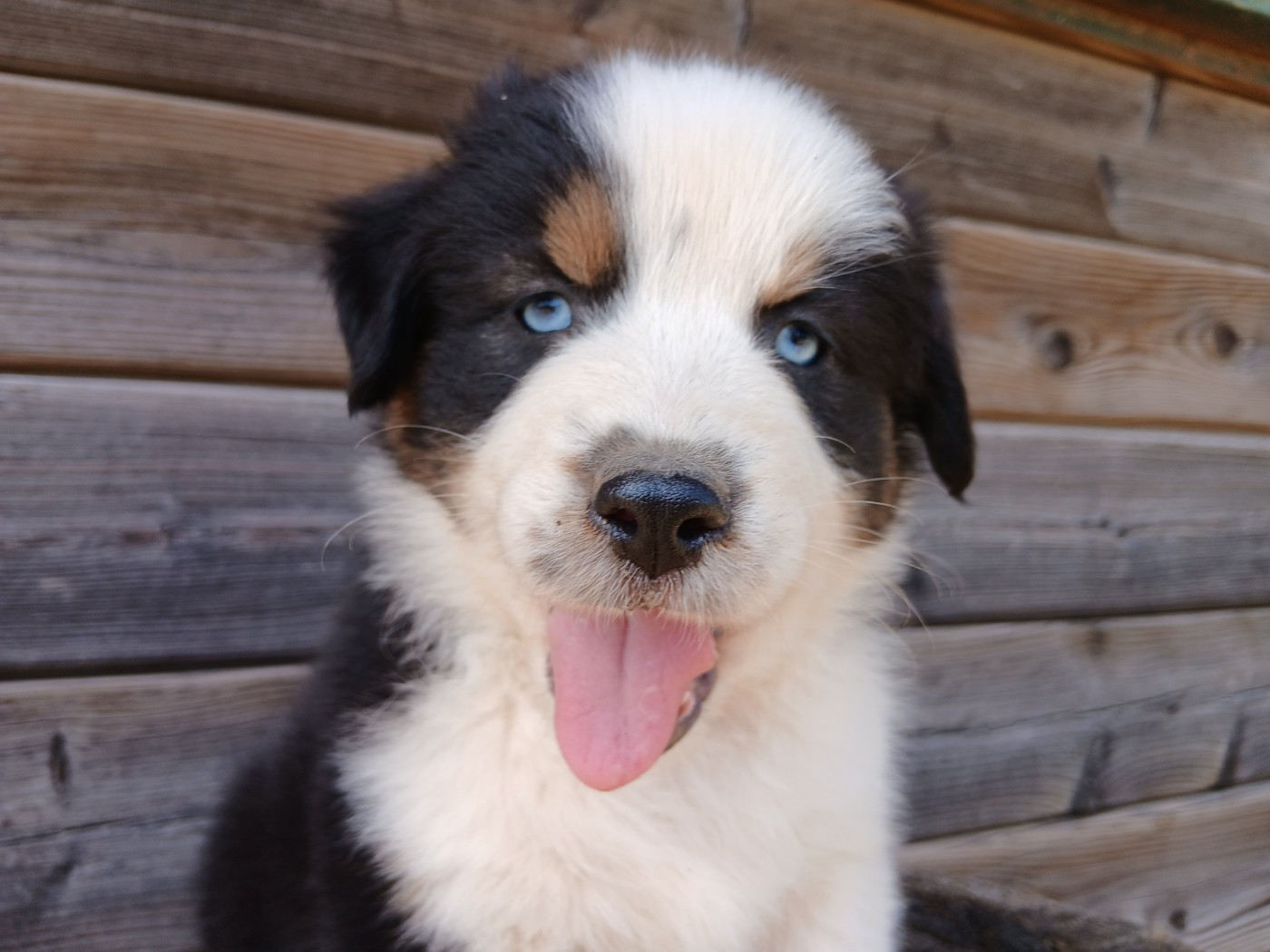 Du Vent Occitan - Chiots disponibles - Berger Australien