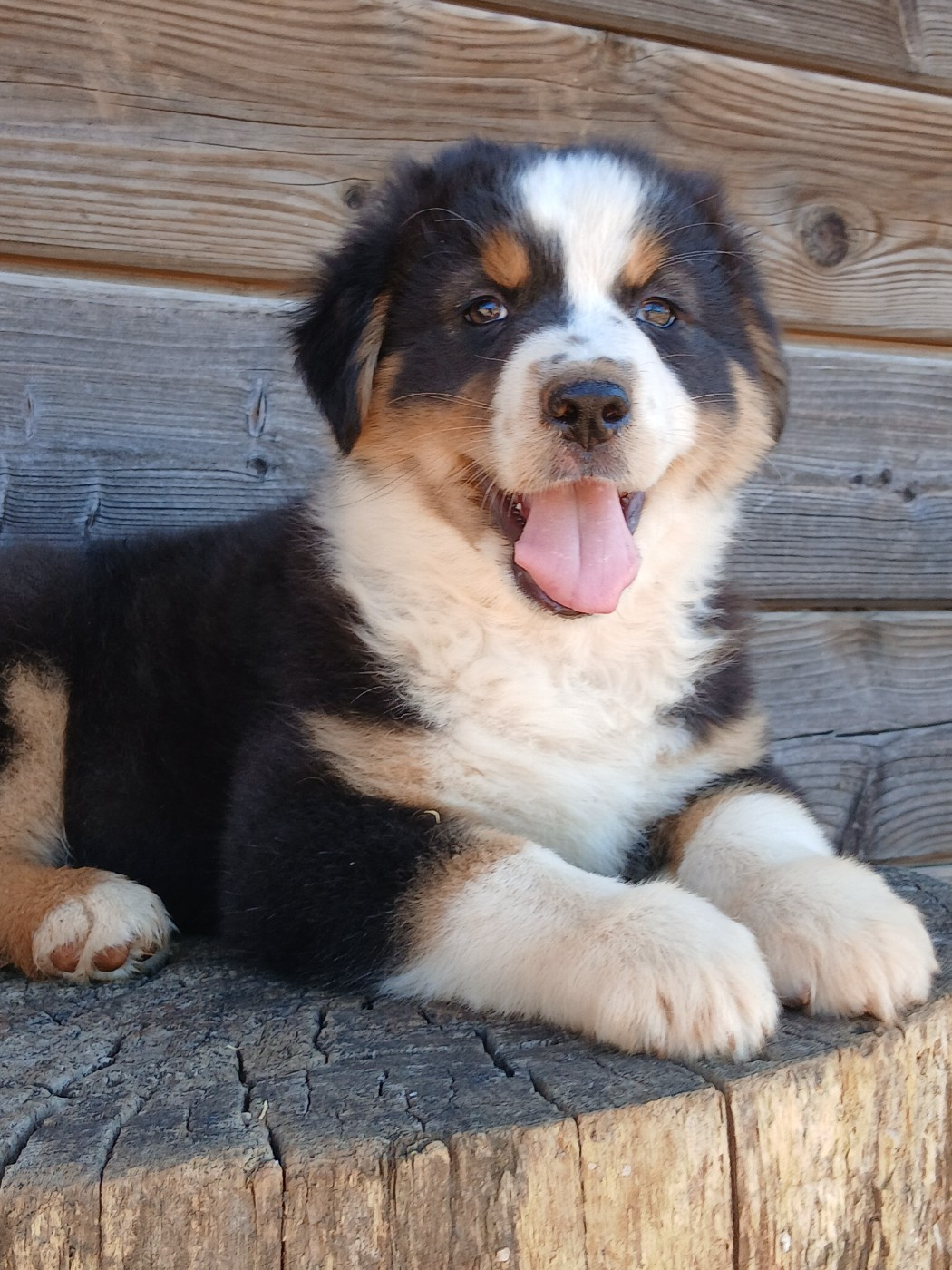 Du Vent Occitan - Chiots disponibles - Berger Australien