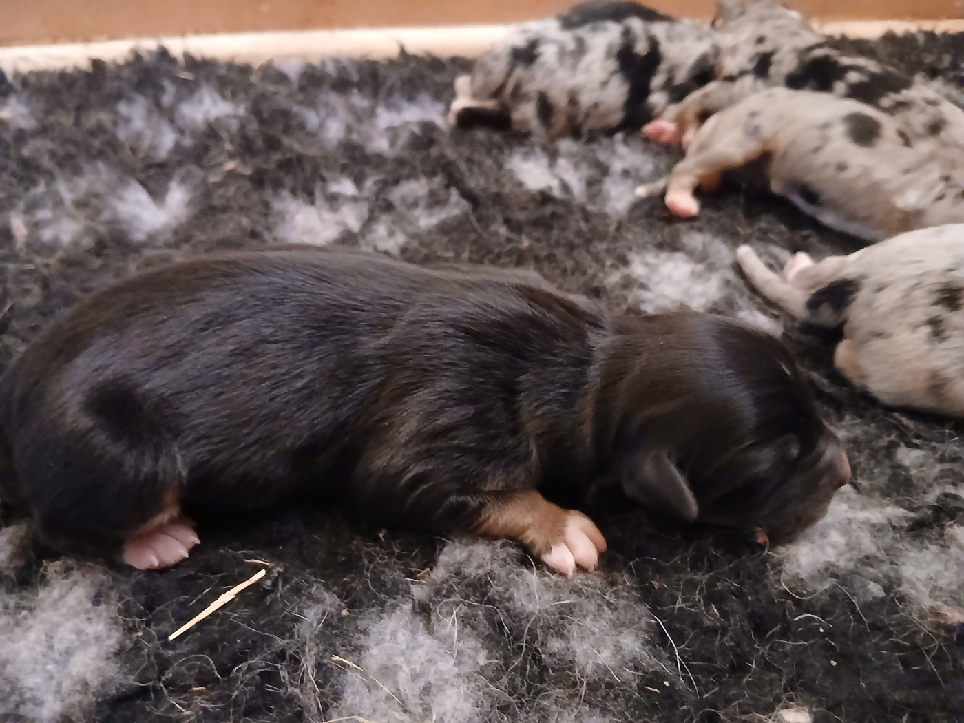 Du Vent Occitan - Chiots disponibles - Berger Australien