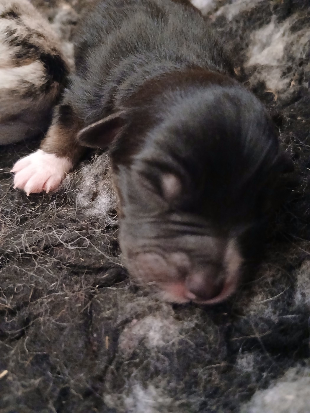 Du Vent Occitan - Chiots disponibles - Berger Australien