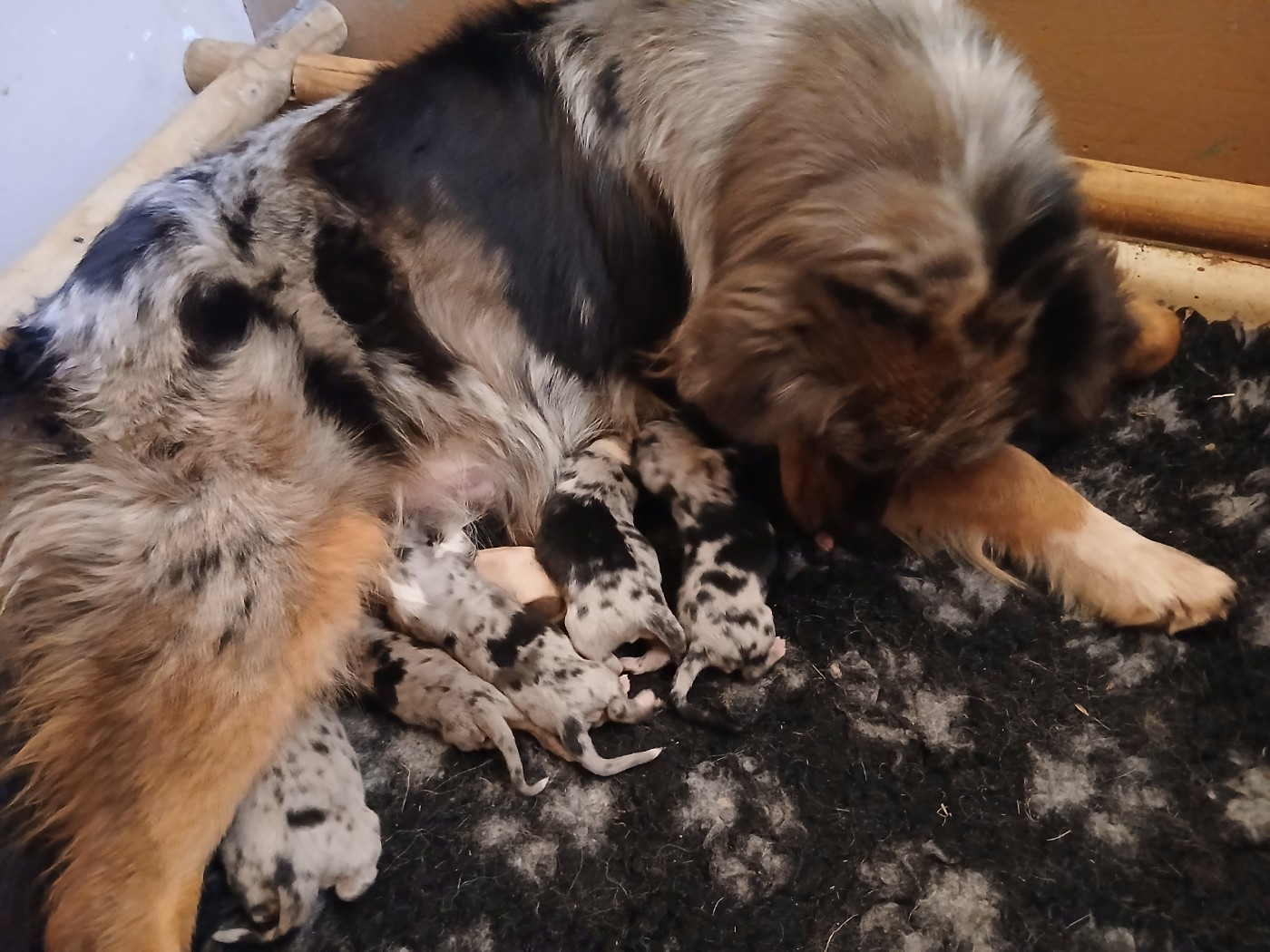 Du Vent Occitan - Chiots disponibles - Berger Australien