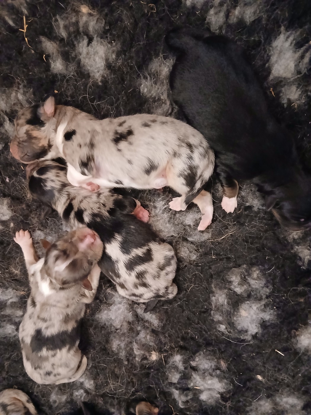 Du Vent Occitan - Chiots disponibles - Berger Australien