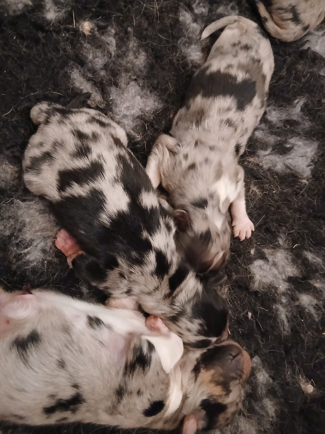 Du Vent Occitan - Chiots disponibles - Berger Australien
